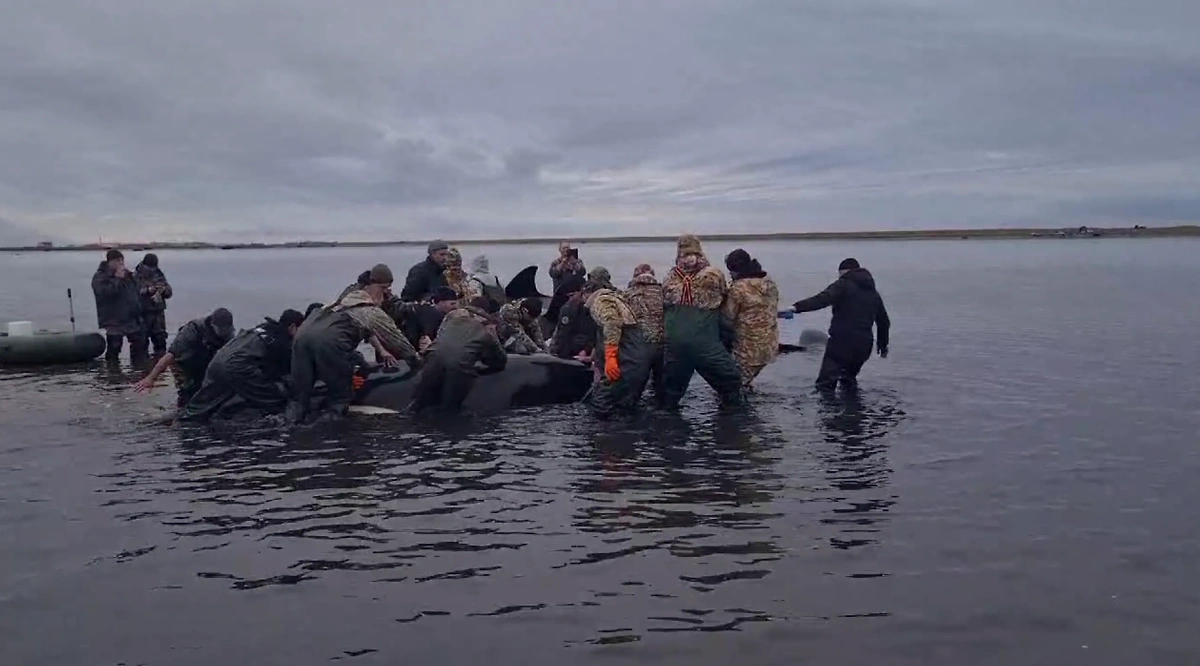 Косатки снова оказались на мелководье на Камчатке во время отлива. Обложка © Telegram / Светлана Радионова