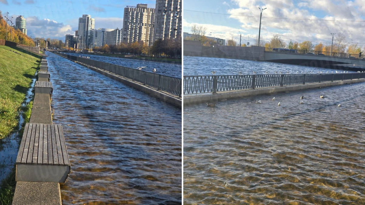 Теперь в месте прогулочной зоны на набережной Смоленки плавают утки и чайки. Обложка © Telegram / Фонтанка SPB Online