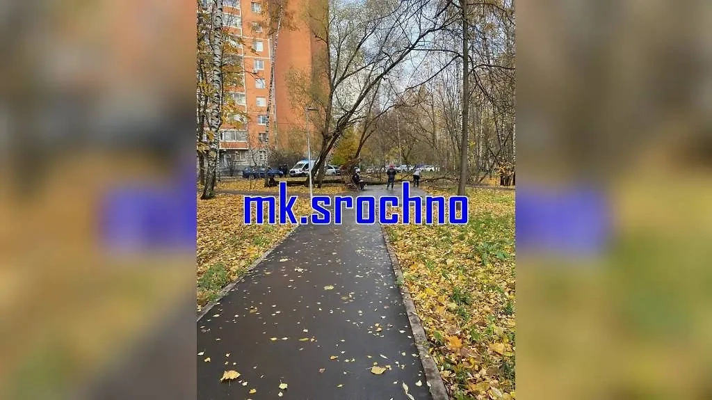 Упавшее дерево на улице Дыбенко в Москве. Обложка © Telegram / «МК: срочные новости»