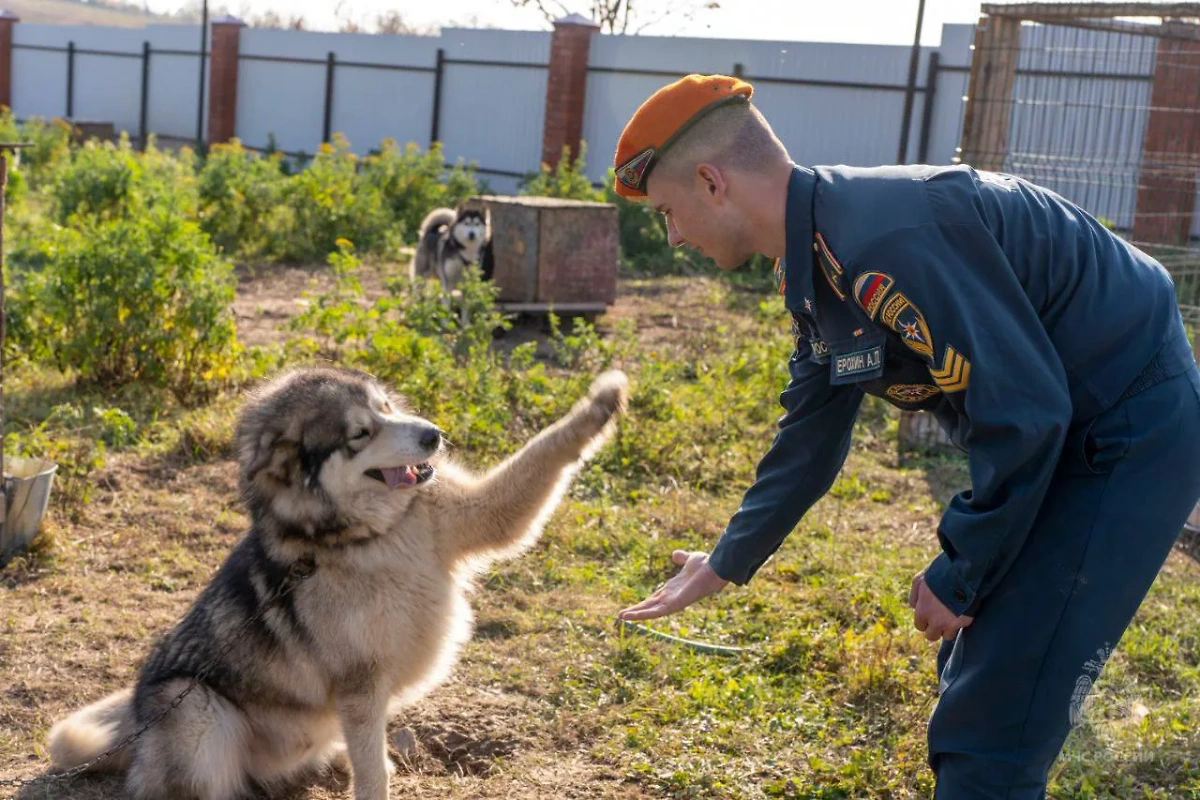 Собака на службе МЧС России. Обложка © Telegram / «МЧС России»