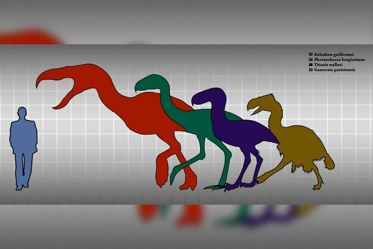 Сравнение размеров разных видов древних вымерших птиц семейства фороракосовых. Фото © Wikipedia