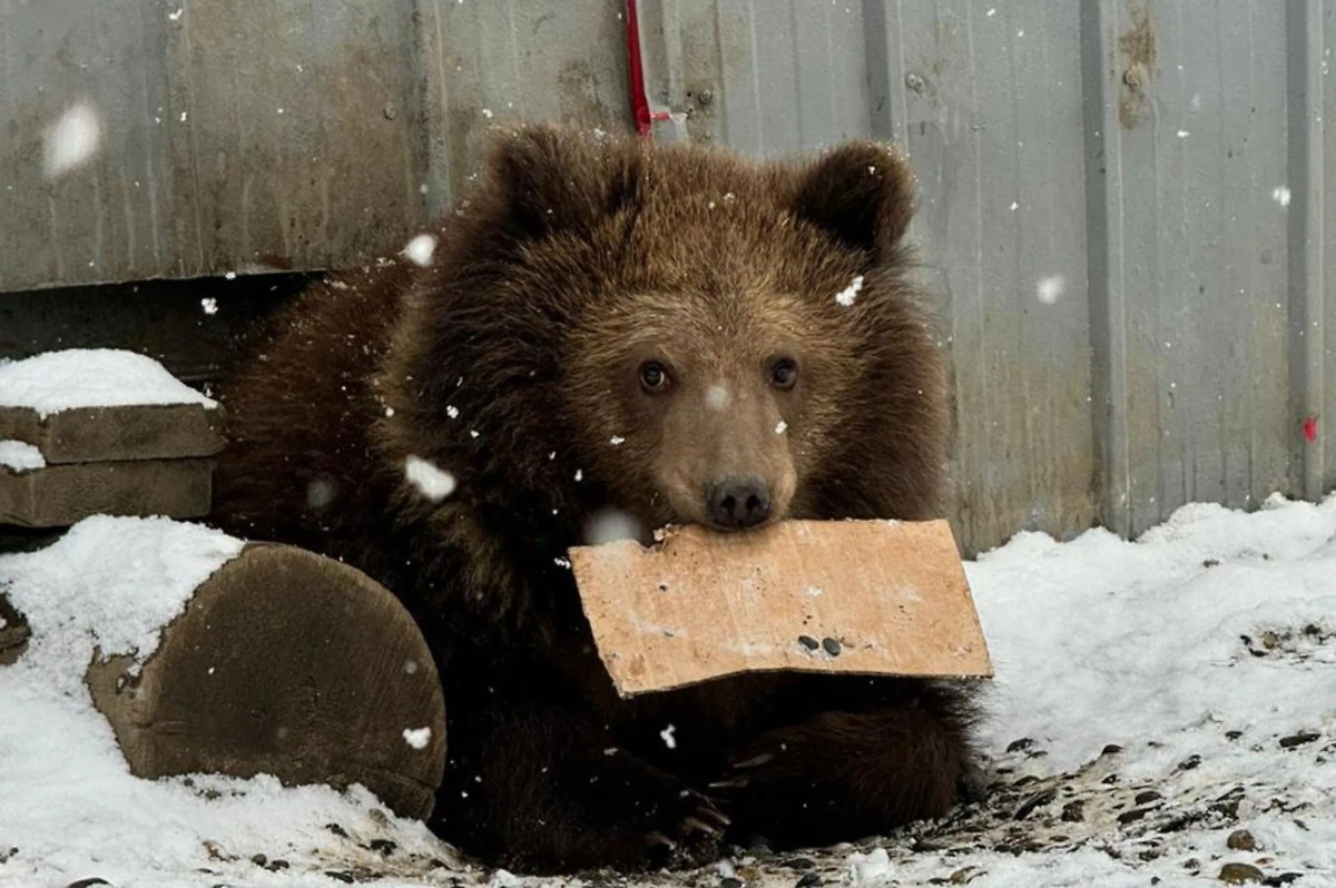 Камчатский медвежонок. Фото © Telegram / Светалана Радионова