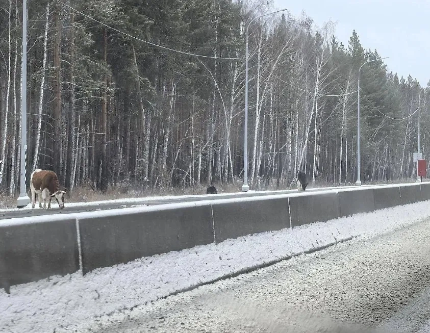 Коровы слизали соль с трассы на Урале. Фото © VK / Жизнь в Екатеринбурге