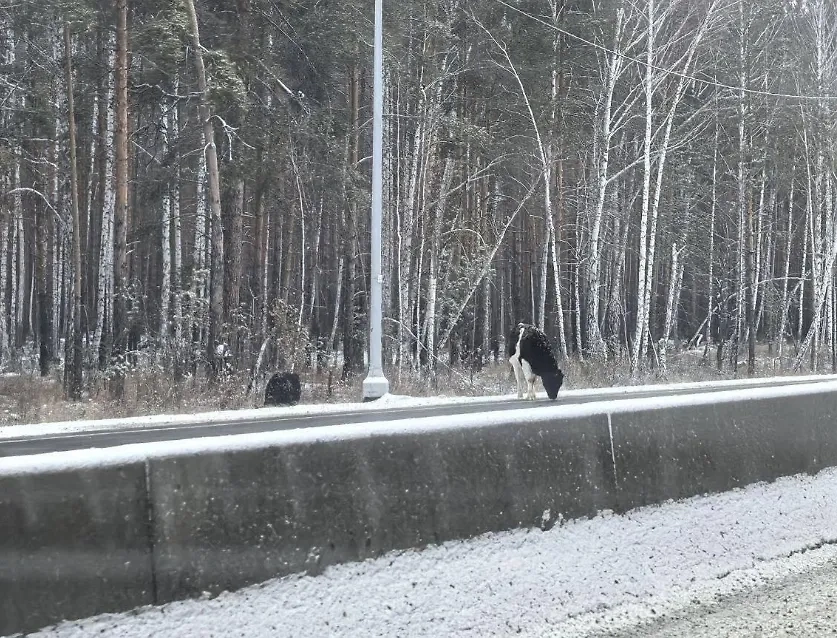 Коровы слизали соль с трассы на Урале. Обложка © VK / Жизнь в Екатеринбурге