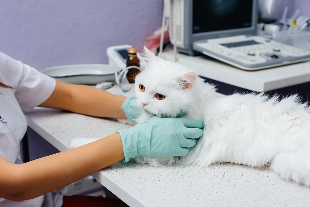 Кошка на приёме у ветеринара. Обложка © Shutterstock / FOTODOM / Andrii Medvednikov