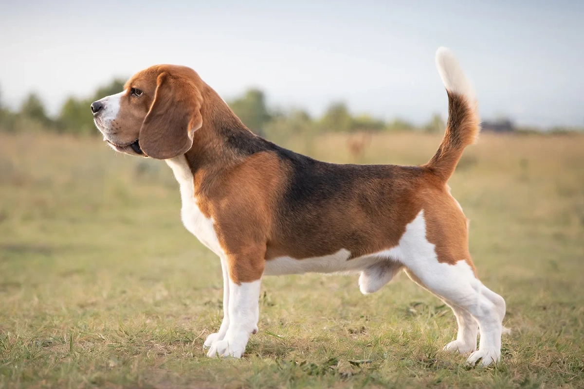 how to take care of small dog breeds Small dog breeds, Dog breeds, What dogs