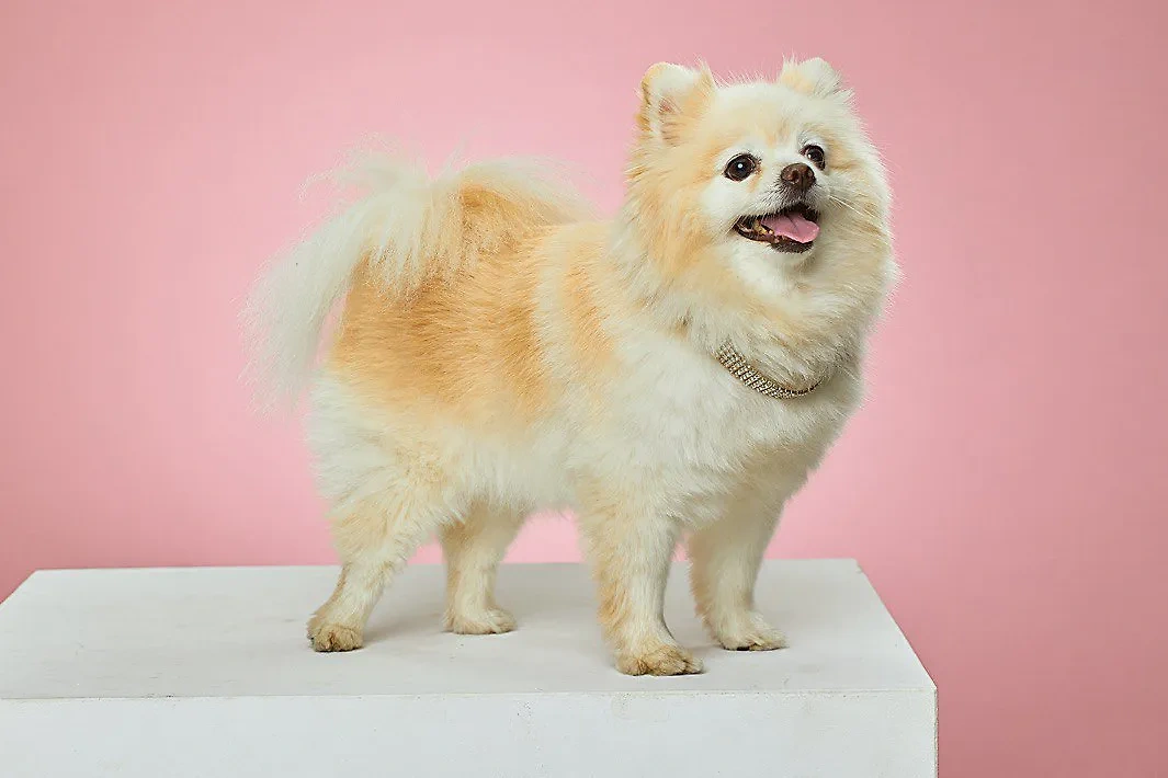 1 непрочитанный чат Ugly dogs, Tiny dogs, Cute dogs