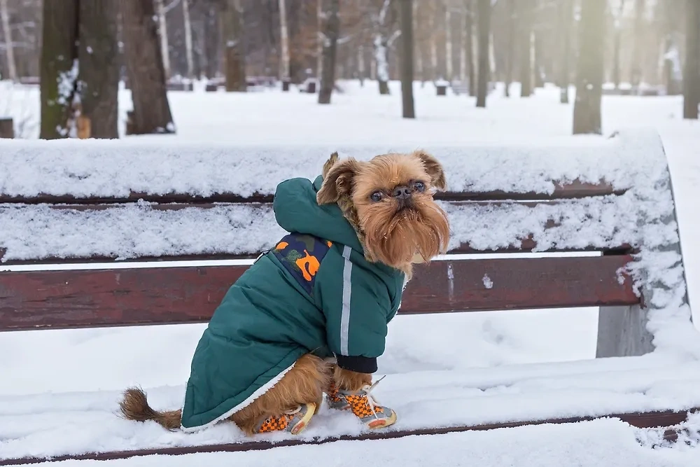 Собака в экипировке. Обложка © Shutterstock / FOTODOM / Okssi