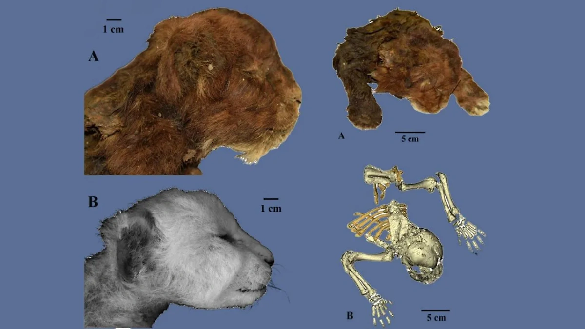 Останки саблезубого котёнка. Фото © Nature.com