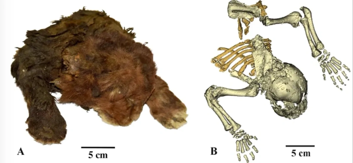 Мумия саблезубого тигра. Обложка © Scientific reports