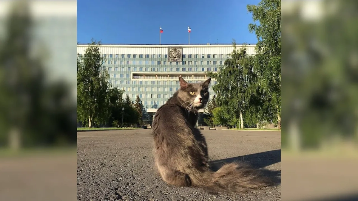 Первый официально трудоустроенный кот по кличке Барсик. Обложка © Telegram / SHOT