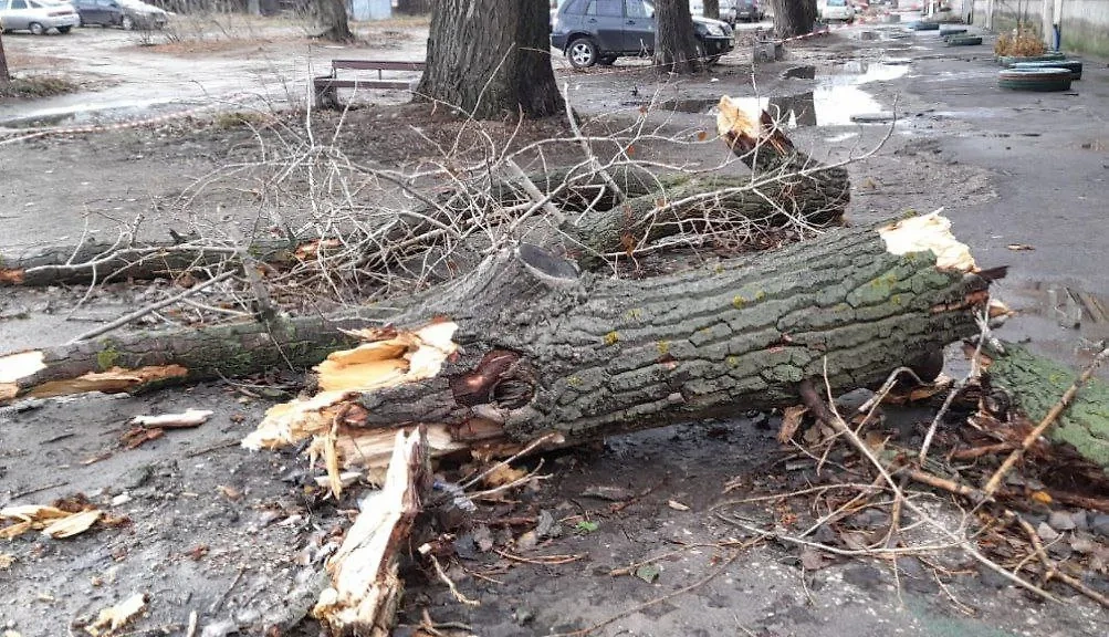 В Тамбовской области фрагментом дерева был убит мужчина. Фото © Telegram / СУ СК России по Тамбовской области