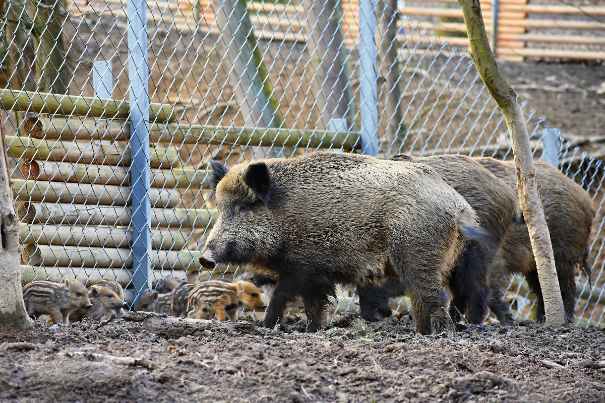 Вирус гепатита Е обнаружен у диких кабанов в Барселоне. Обложка © freepik.com / montypeter