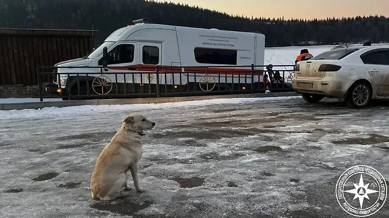 Собака Белка ждёт утонувшего хозяина в Уфе. Обложка © VK / Госкомитет Республики Башкортостан по ЧС