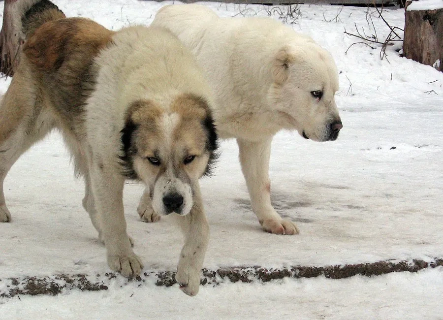 Чем среднеазиатская овчарка отличается от других собак. Фото © Wikipedia / kara-yulduz.com