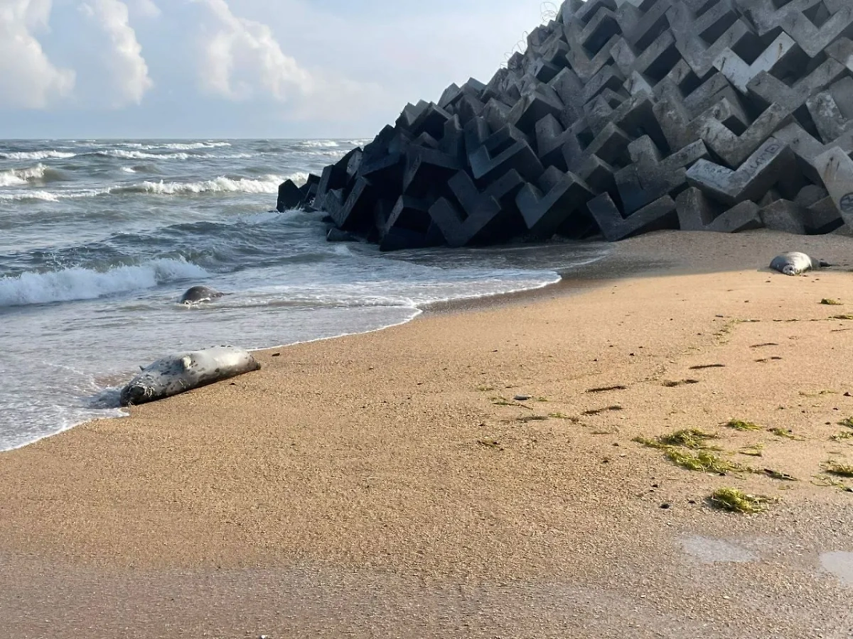 Туши тюленей на берегу Каспийского моря. Обложка © VK / Махачкала