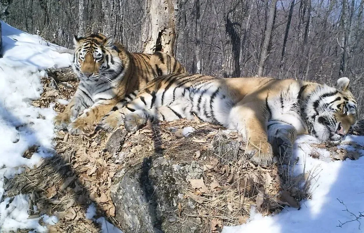 Амурские тигры Борис и Светлая. Обложка © anowcs.ru