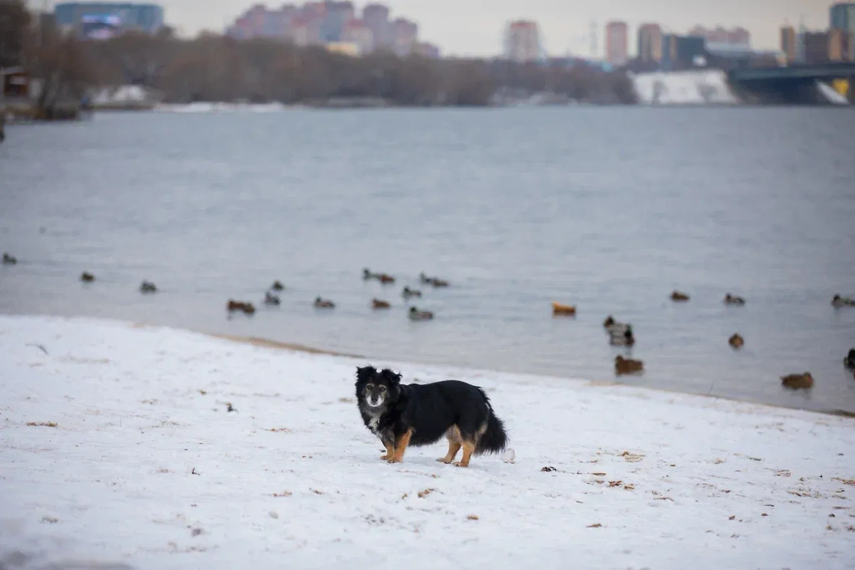 Зима в Москве. Обложка © Life.ru