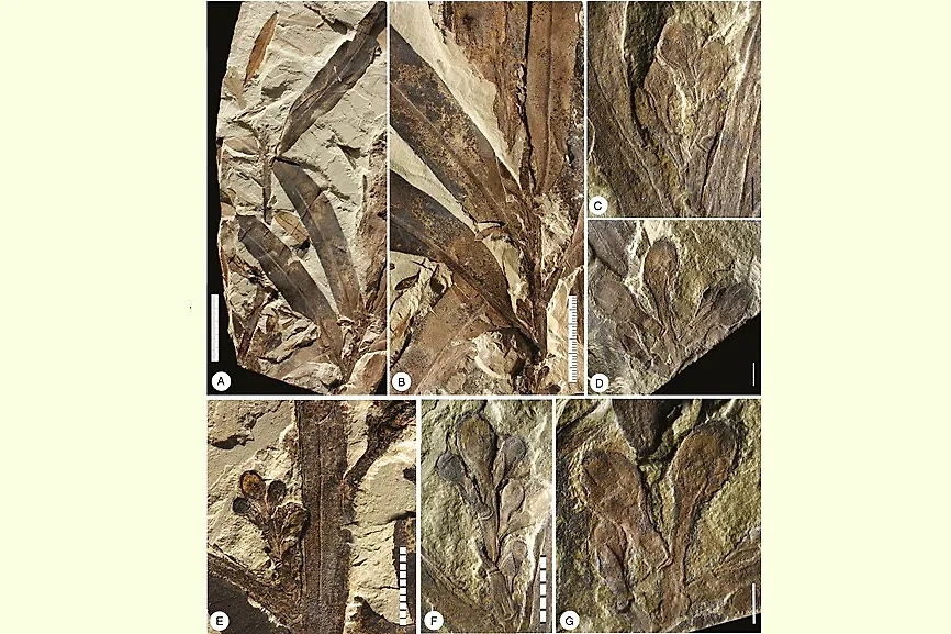 Окаменелость «инопланетного растения» Othniophyton elongatum. Фото © academic.oup.com