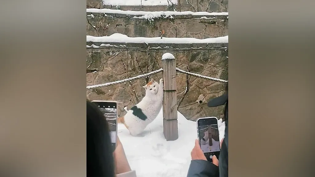 Фото © Instagram (соцсеть запрещена в РФ; принадлежит корпорации Meta, которая признана в РФ экстремистской) / yourfavcutecats