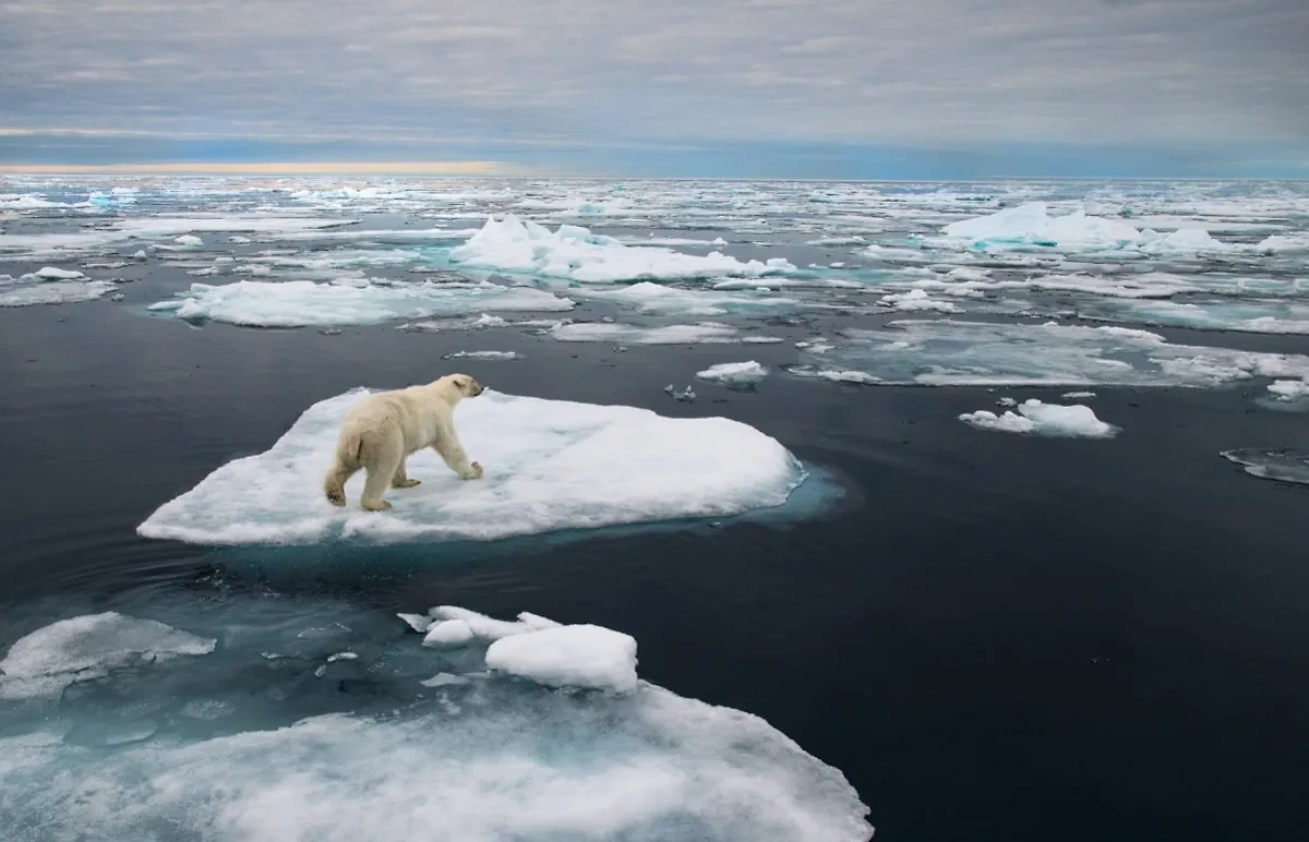 Учёные рассказали о последствиях глобального потепления в Северном Ледовитом океане. Обложка © Shutterstock