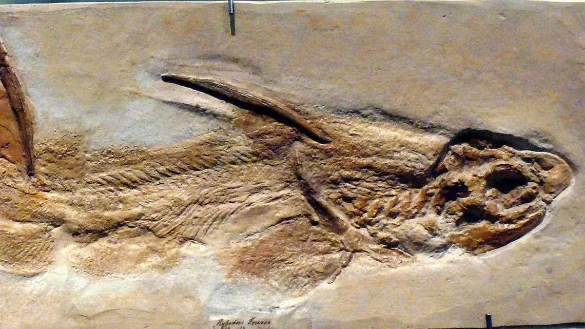 Останки гибодуса — древнего родственника акул. Фото © Wikipedia / Haplochromis
