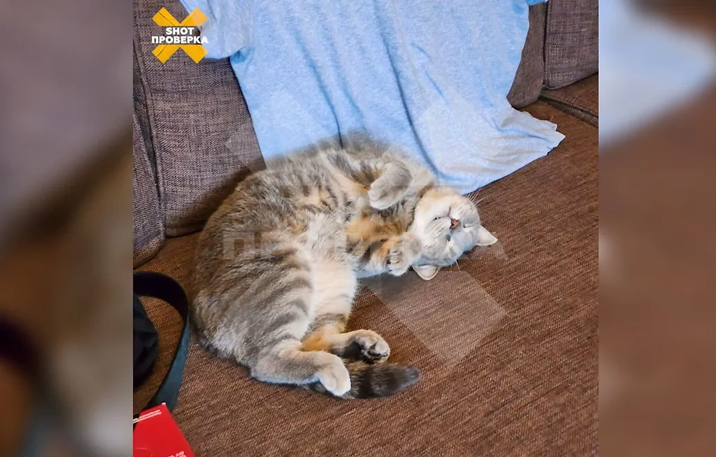 В Казани женщина обвинила ветеринаров в смерти кота. Обложка © T.me / SHOT ПРОВЕРКА