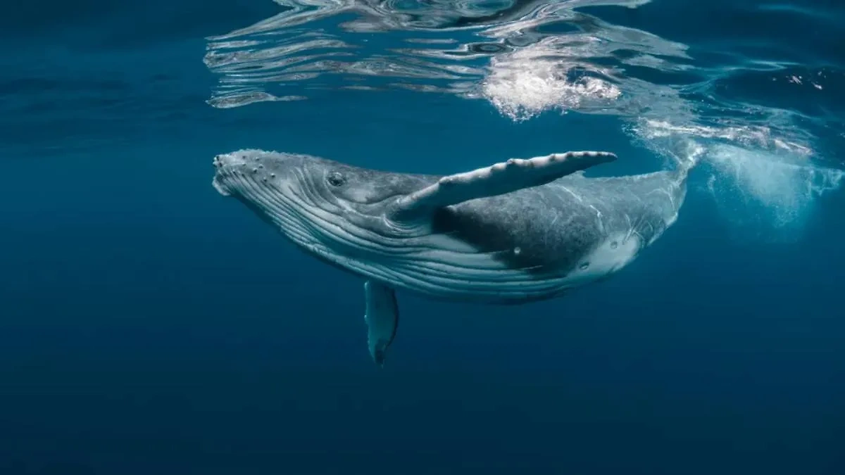 19 февраля отмечается Всемирный день китов. Обложка © Shutterstock