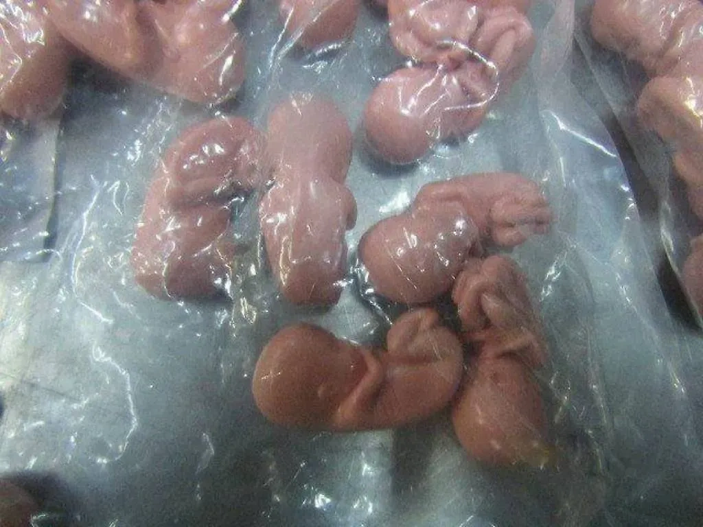 На таможне в Ленобласти у приезжей из Эстонии нашли 200 моделей эмбрионов в сумке. Обложка © Telegram / ФТС России