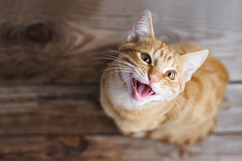 Почему считается, что рыжие кошки притягивают деньги в дом? Фото © Shutterstock