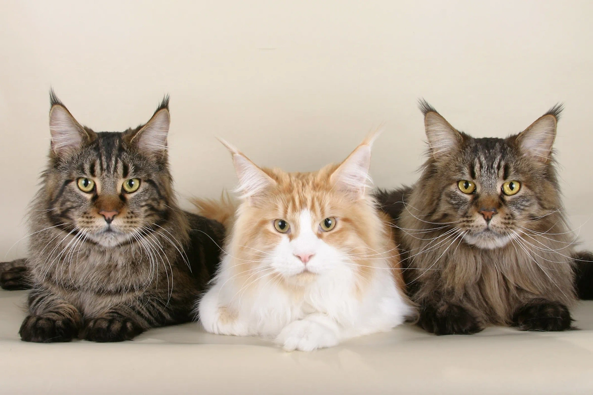 Большая порода кошек мейн-кун пользуется популярностью благодаря гигантским размерам и ушам, похожим на рысьи. Фото © Wikipedia / ankord