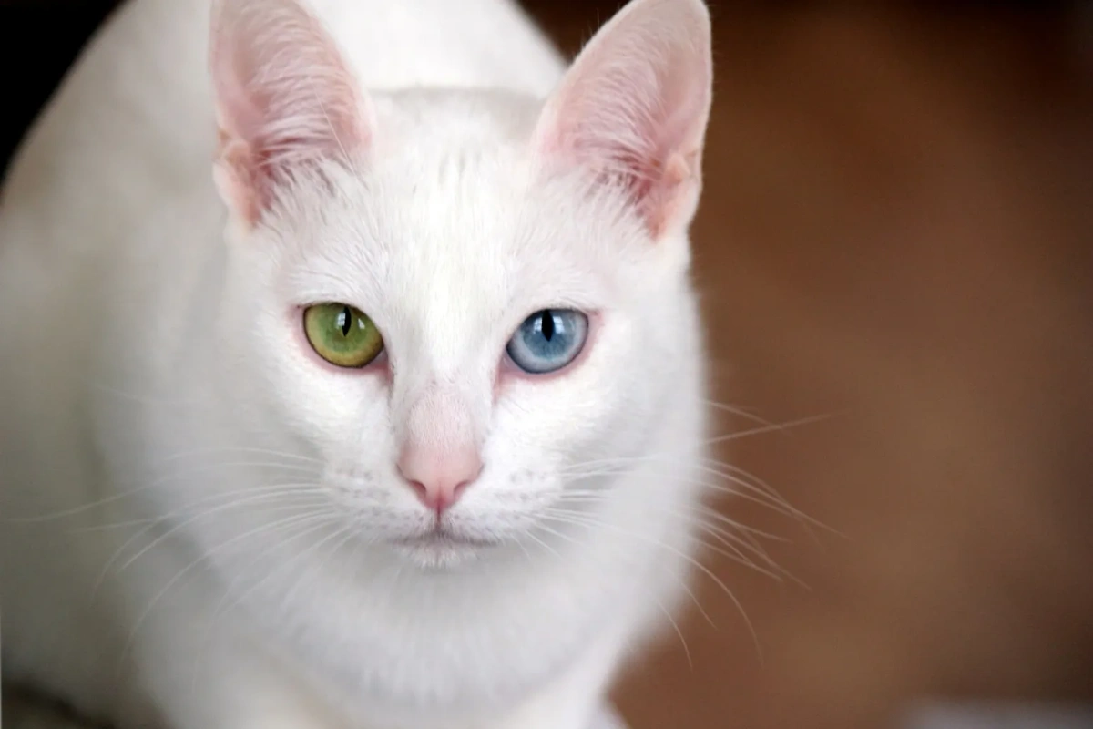 Эзотерики верят, что порода кошек као-мани приносит удачу и благополучие. Фото © wiki-org.ru