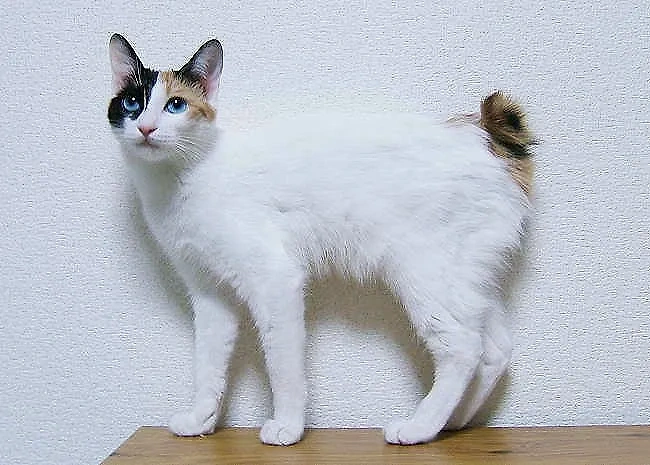 Восточные породы кошек часто приносят удачу: японский бобтейл. Фото © Wikipedia / ようてい