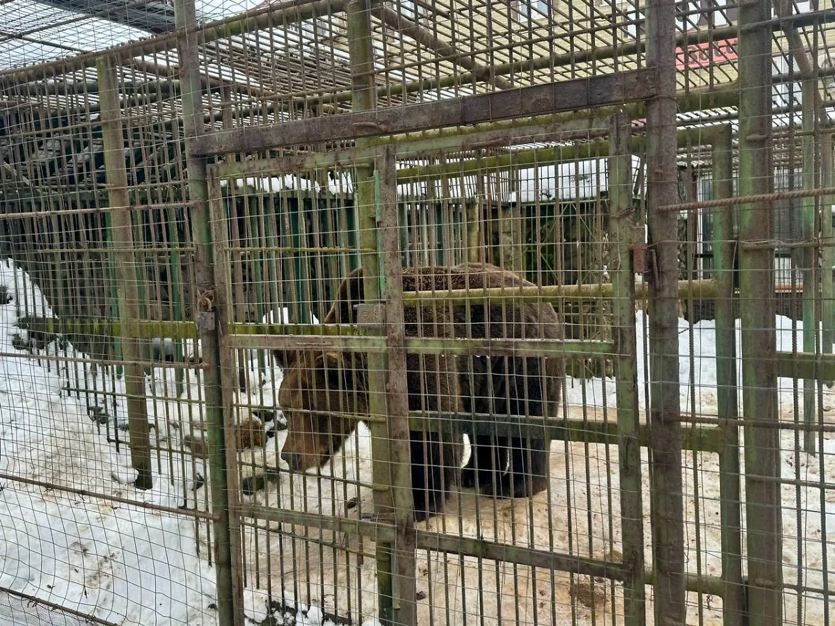 Медведь Балу, загрызший мужчину в Смоленской области. Фото © Telegram / ПРОКУРАТУРА СМОЛЕНСКОЙ ОБЛАСТИ