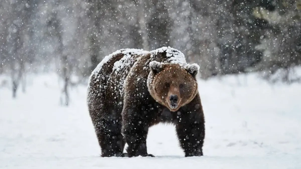 В Швеции медведица откусила часть щеки и носа у охотника. Обложка © Shutterstock