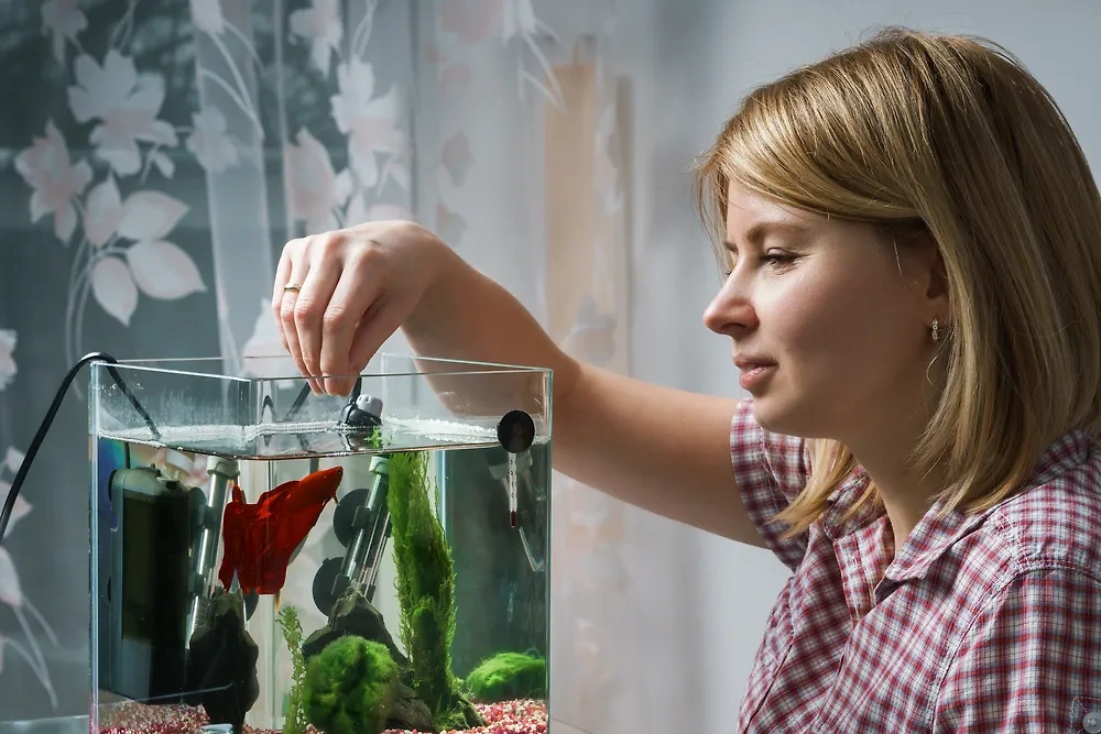 Рыбки как первые питомцы: чему они могут научить ваших детей. Фото © Shutterstock
