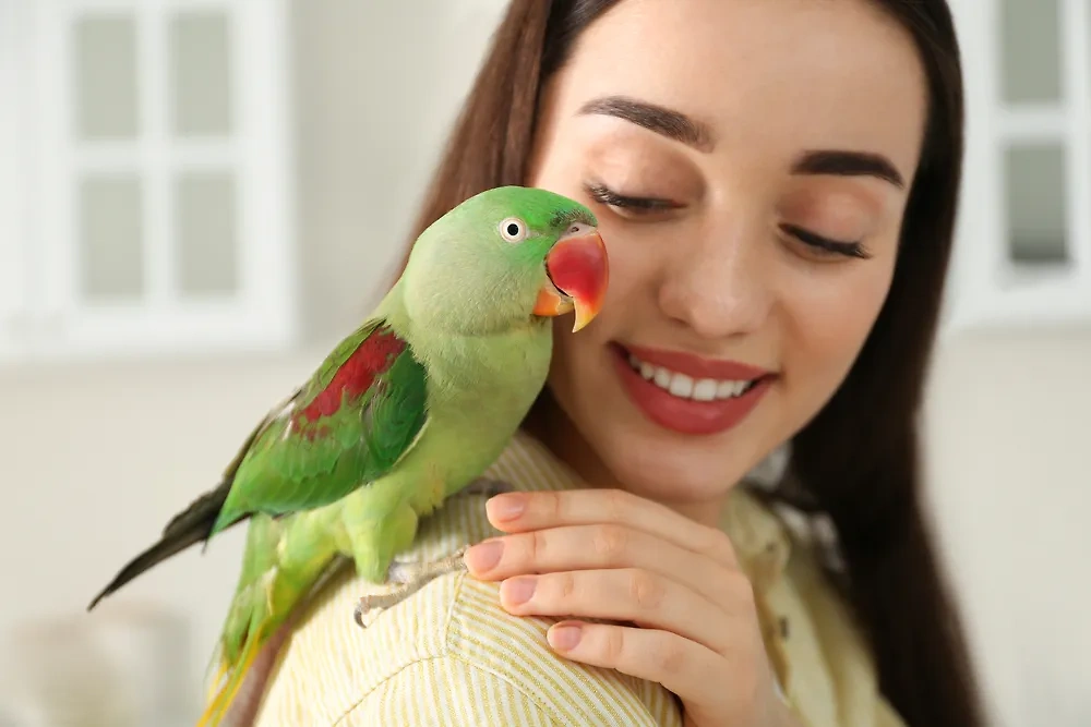 Как взаимосвязаны характер человека и его питомца: попугаи. Фото © Shutterstock