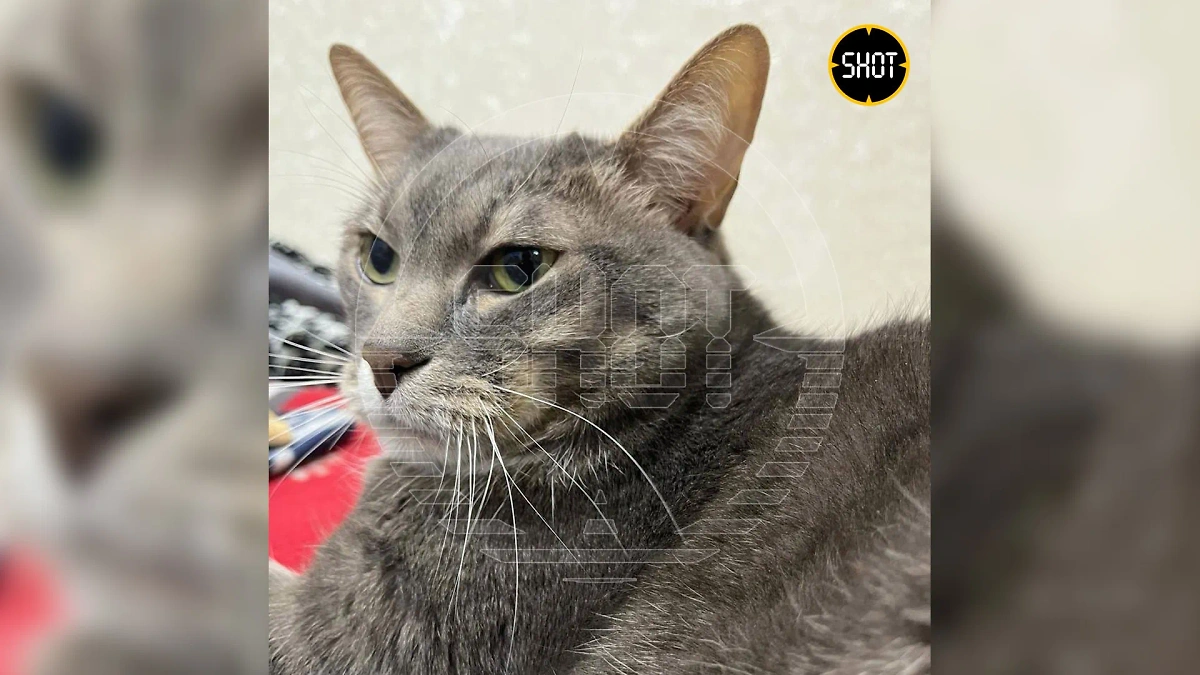 Солдат спас кота. Включи спас кота. Включи спас кота. Солдат спасает кота. Военнослужащий спас кота.