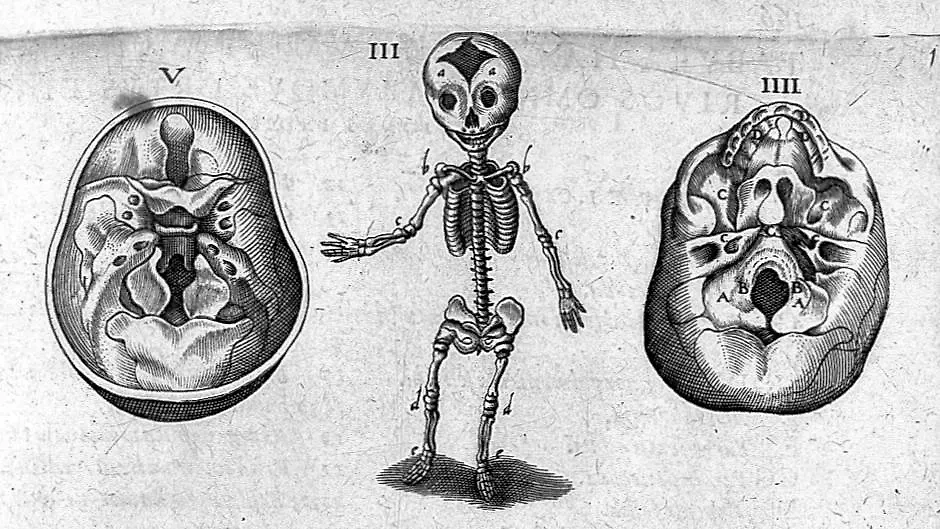 Рисунок из трактата по анатомии XVI века. Фото © Wellcomecollection.org