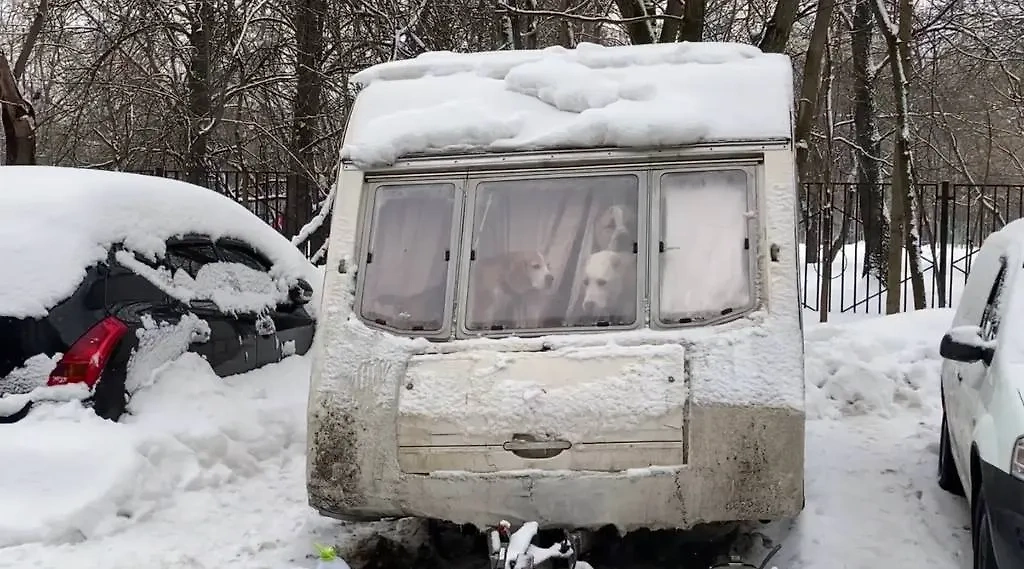 Оставленные в фургоне на севере Москвы собаки. Обложка © Life.ru