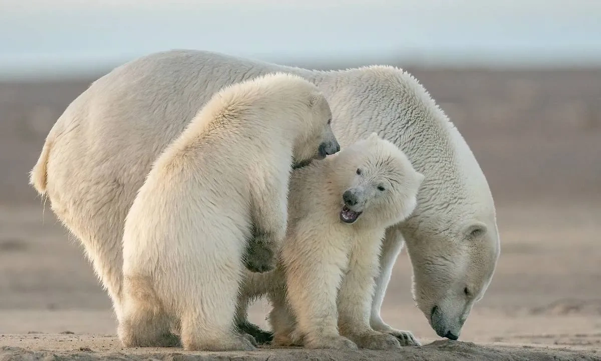 27 февраля отмечается Международный день полярного медведя. Фото © Freepik / wirestock