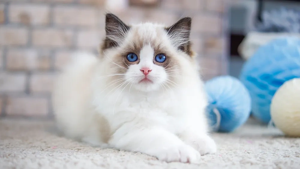 Кошки породы рэгдолл отличаются тактильностью и лаской. Фото © Shutterstock