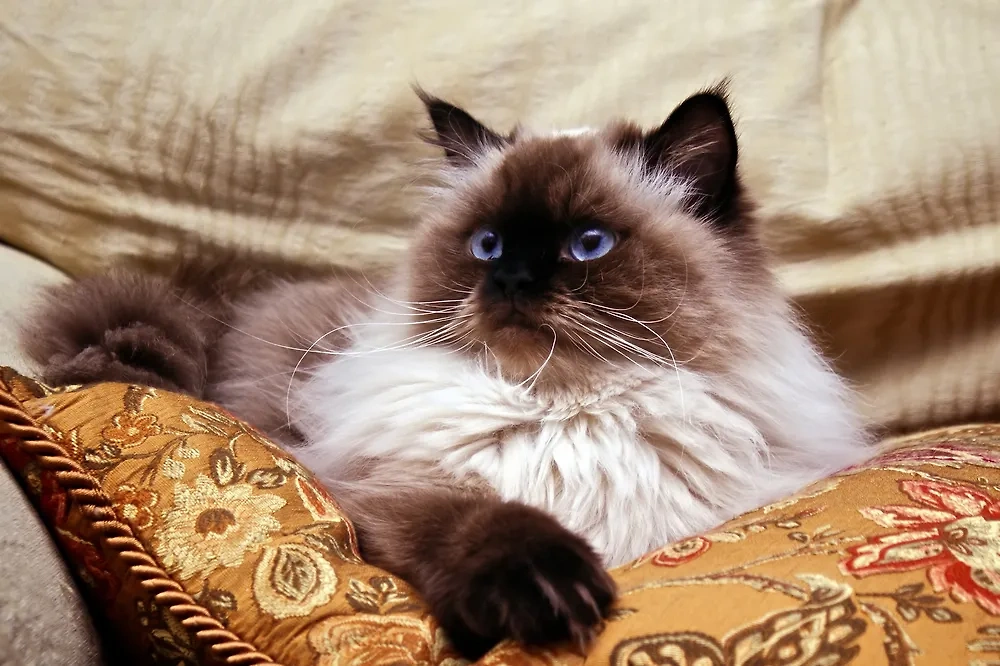 Гималайская кошка любит обижаться, но при этом ласкова с хозяином. Фото © Shutterstock