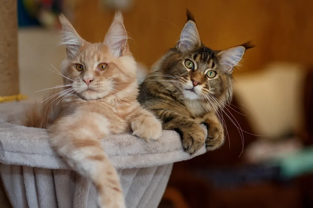 У мейн-кунов милый характер и сильная привязанность к хозяину. Эти кошки станут полноценными членами семьи. Фото © Shutterstock