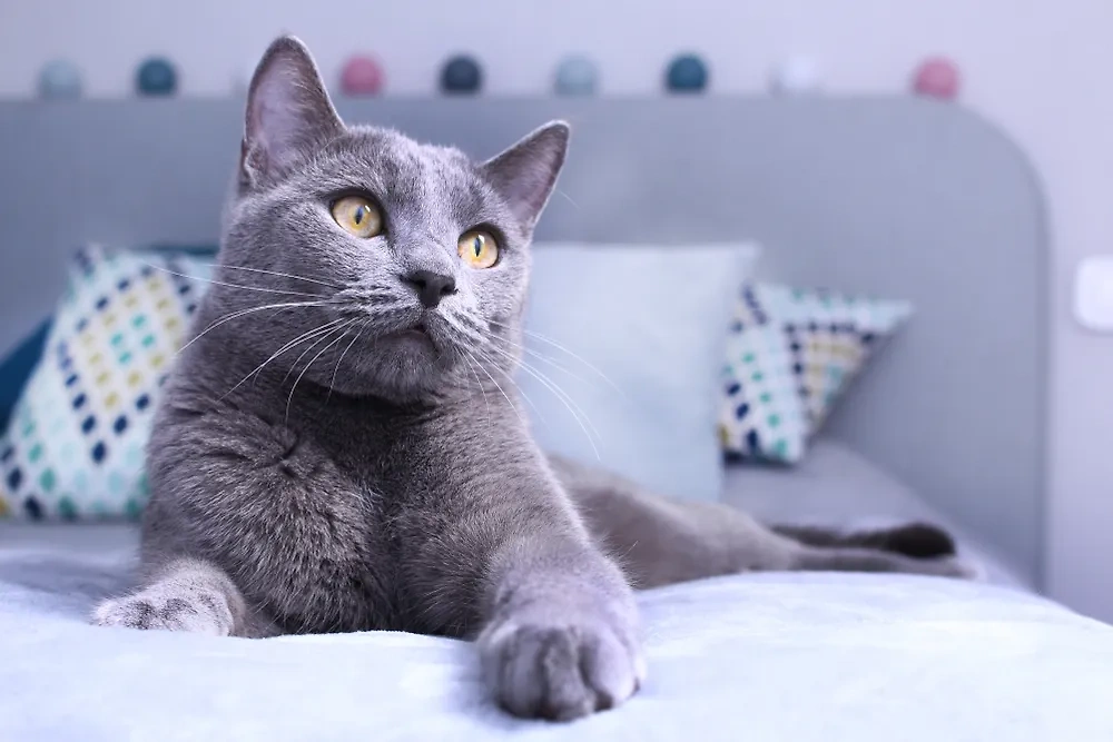 Ласковые кошки породы русская голубая станут любимцами всех членов семьи. Фото © Shutterstock