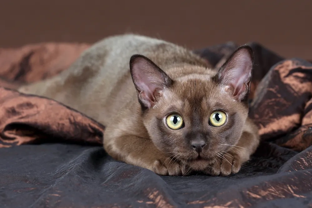 Бурманская кошка очень ласковая и любящая хозяина. Фото © Shutterstock