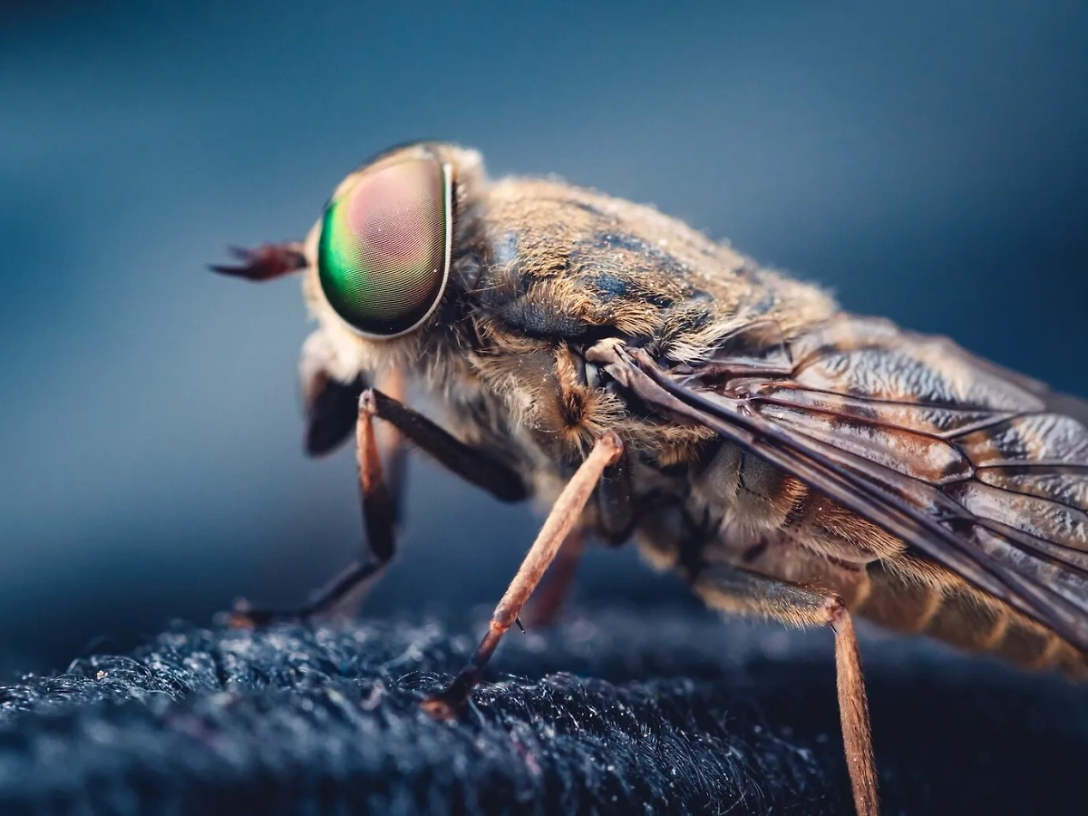 Если надоедливые насекомые вдруг разом исчезли из вашего поля зрения, значит, солнечный ветер настиг Землю. Фото © Freepik / wirestock