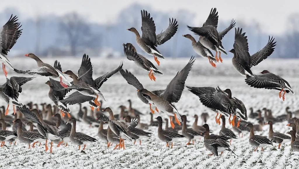 Магнитные бури являются причиной того, что перелётные птицы могут заблудиться в пути. Фото © ТАСС / DPA / Patrick Pleul