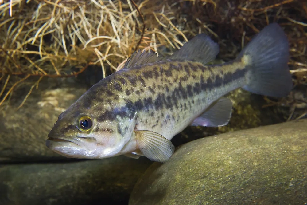 Рыба более чувствительна к изменениям магнитного поля Земли, чем животные или человек. Фото © Shutterstock