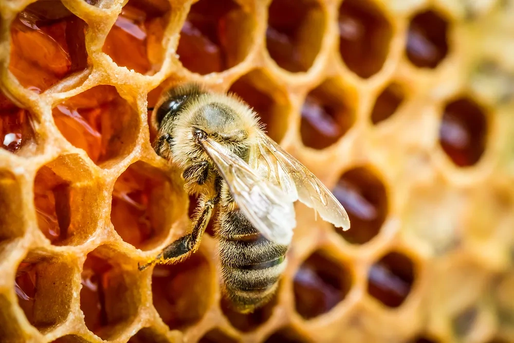 Опытный пчеловод может по полёту пчелы предсказать начало магнитной бури. Фото © Shutterstock